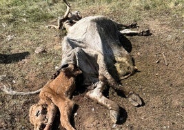 Vaca y terneros muertos.