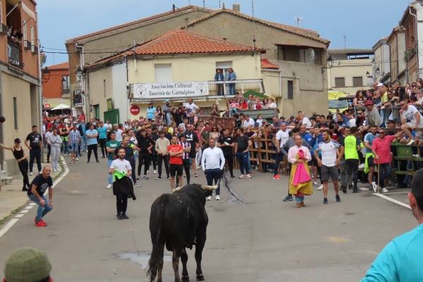 Un toro de San Isidro muy entretenido en Cantalpino