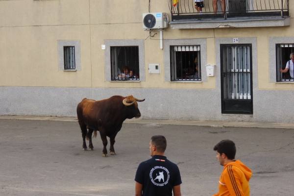 Un toro de San Isidro muy entretenido en Cantalpino