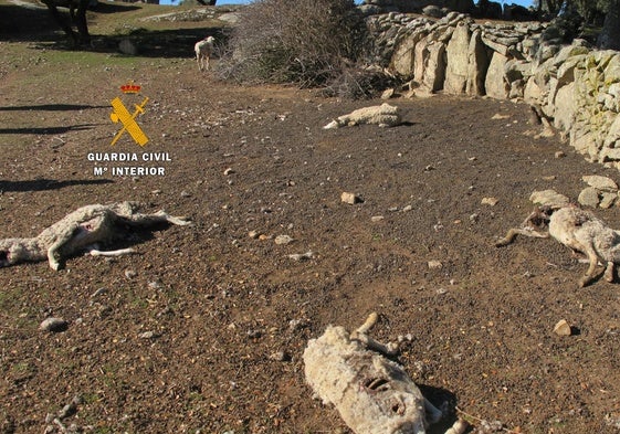 Ovejas muertas en otra explotación investigada.