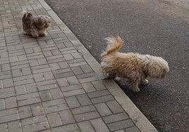 ¿Le parecería bien que se multase a los dueños de los perros que no limpien los orines con agua jabonosa?