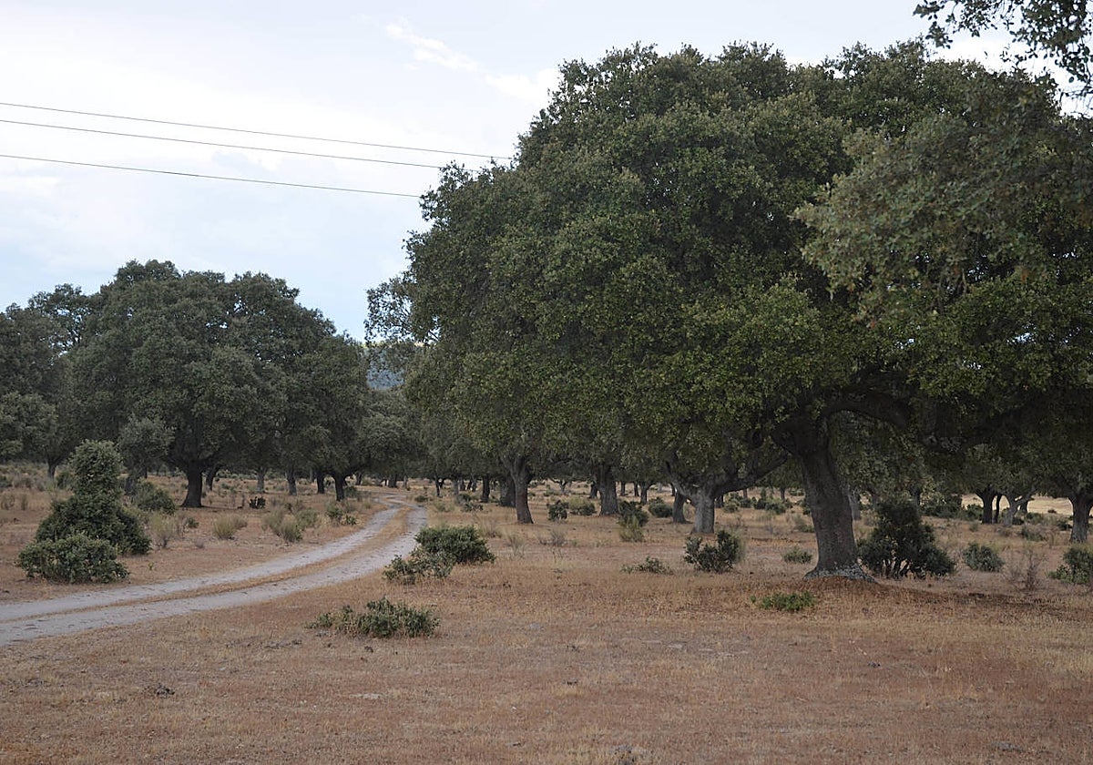 Encinas en una finca salmantina.