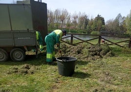 Labores de limpieza y desbroce en zonas verdes de Ciudad Rodrigo.