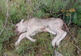 Nuevo ataque mortal de buitres a un ternero en Ciudad Rodrigo: «Es una auténtica vergüenza»