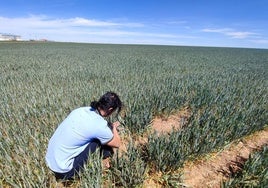 Los agricultores se creen la buena cosecha