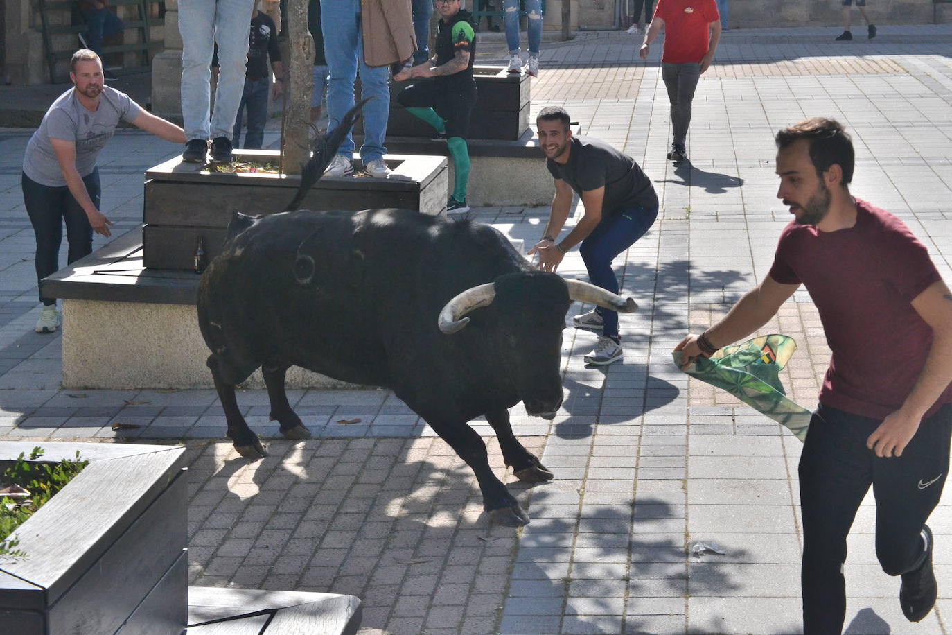 Vitigudino vibra con el Toro de Cajón