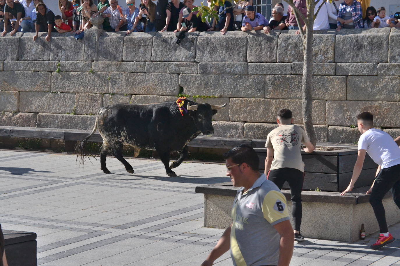 Vitigudino vibra con el Toro de Cajón