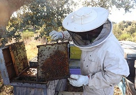 Un apicultor trabaja en sus colmenas.