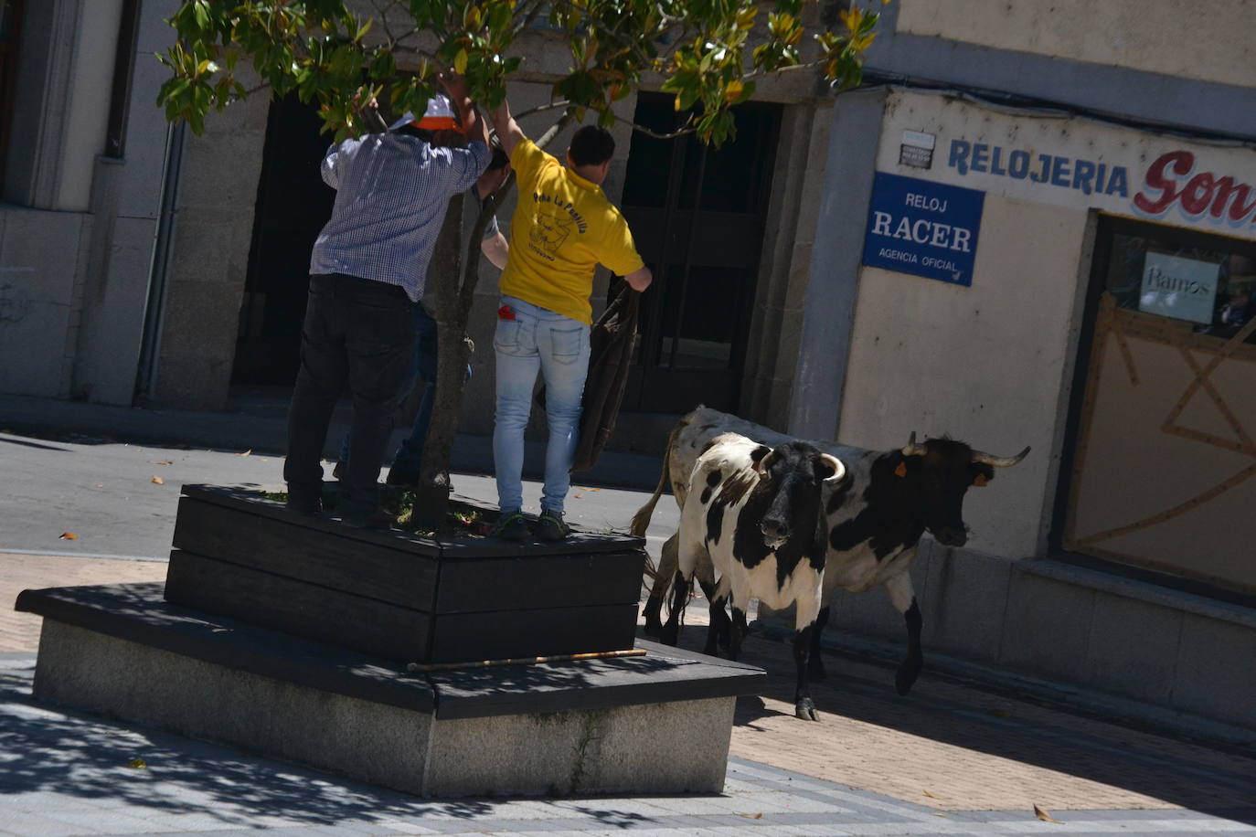 Divertido primer encierro en Vitigudino