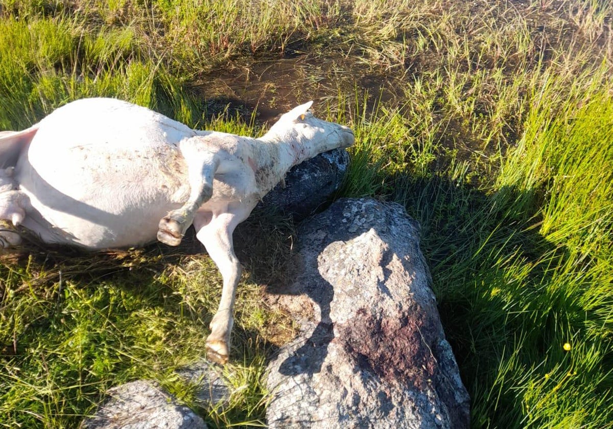 Una de las ovejas que mató el lobo.