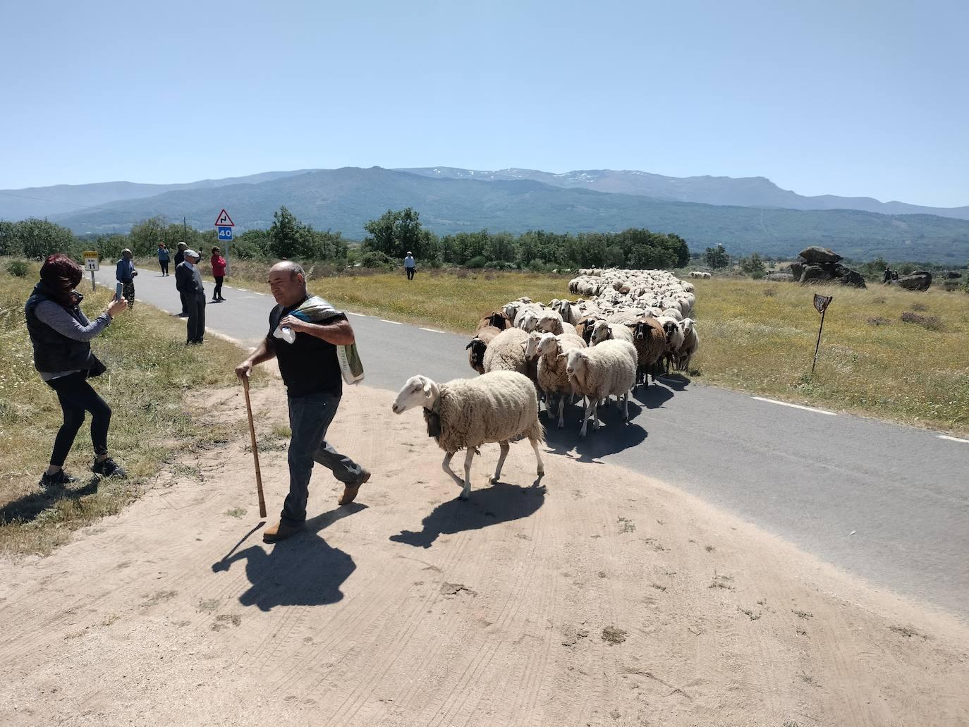 Aldeacipreste rinde homenaje a la trashumancia