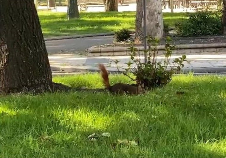 Una ardilla corretea frente al parque de La Alamedilla