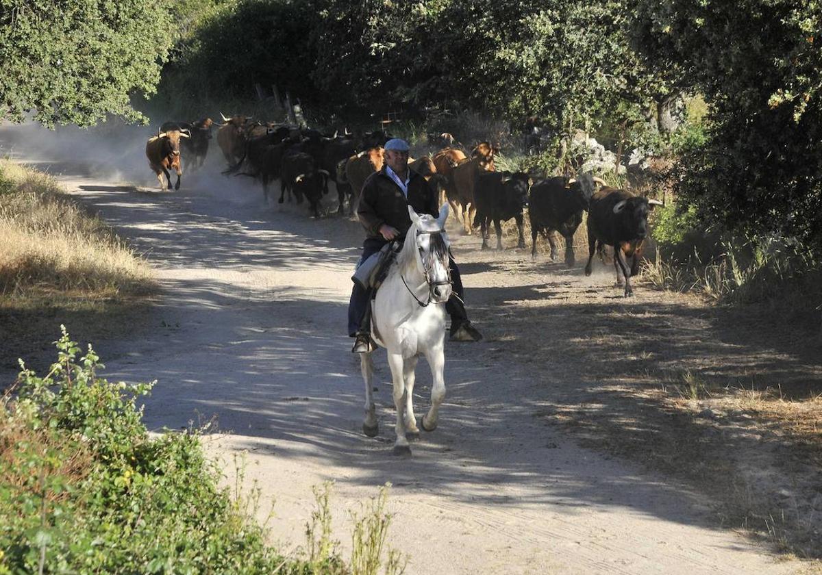 Encierro de reses para el saneamiento ganadero.