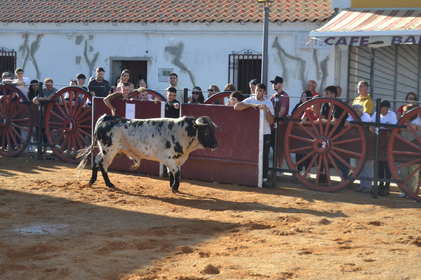 Martín de Yeltes sigue de fiesta con los toros como protagonistas