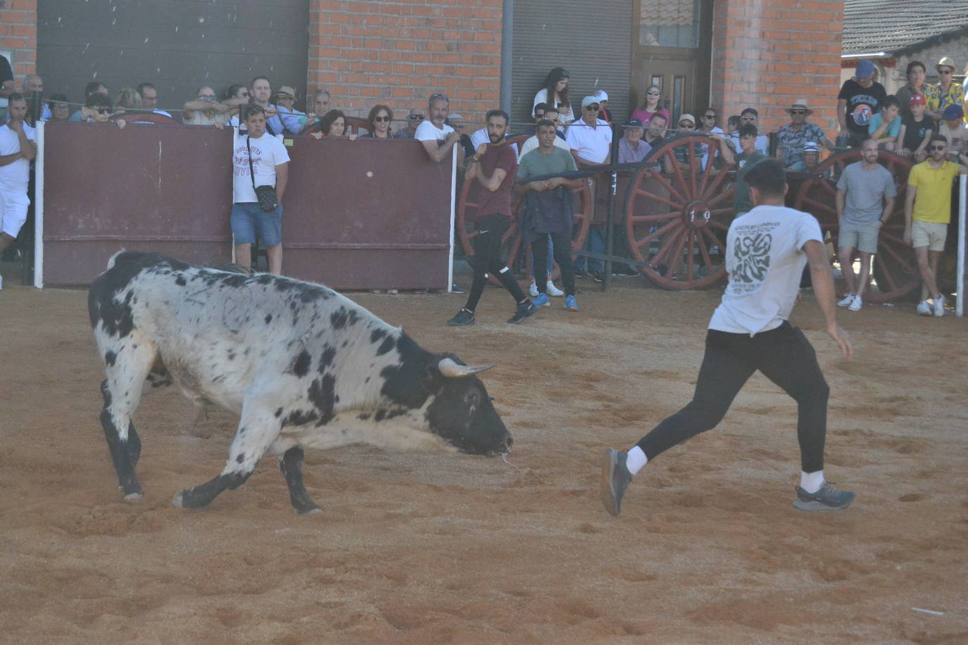 Martín de Yeltes sigue de fiesta con los toros como protagonistas