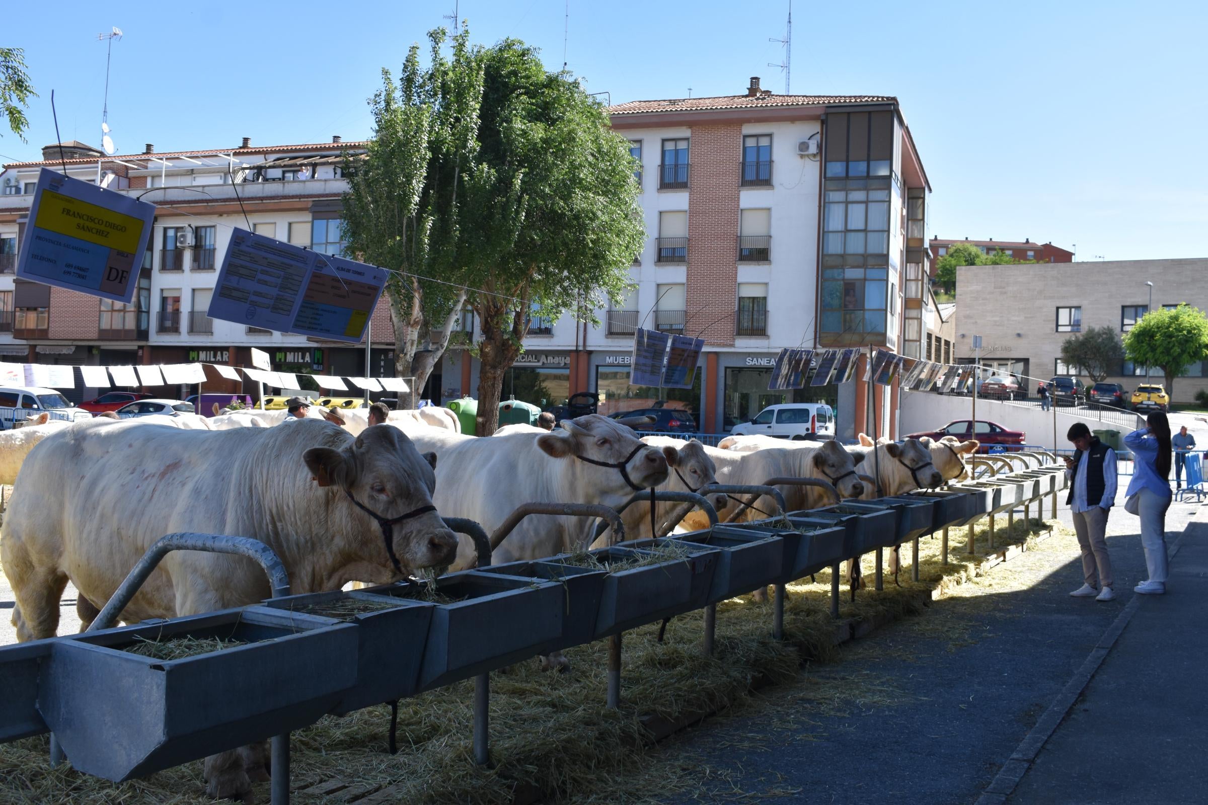 La Feria de San Antonio de Alba recupera su esencia con la vuelta del ganado