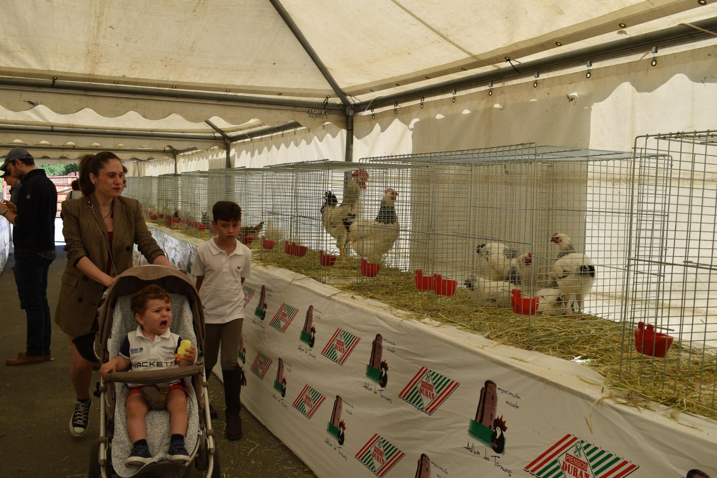 La Feria de San Antonio de Alba recupera su esencia con la vuelta del ganado