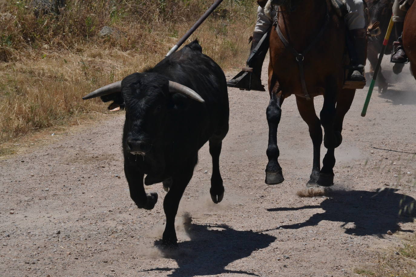 Rápido y vistoso encierro a caballo en Martín de Yeltes