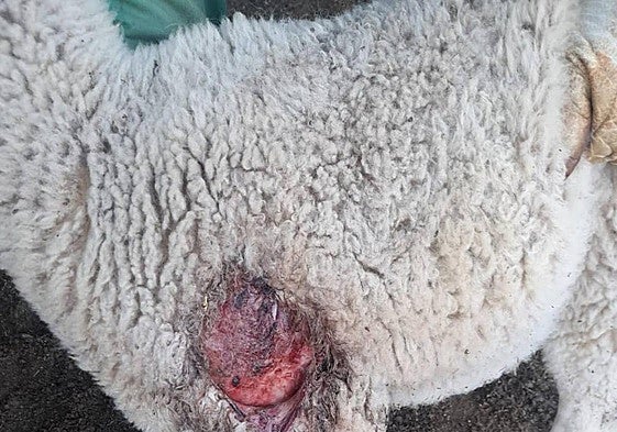 Imagen de una de las ovejas muertas.