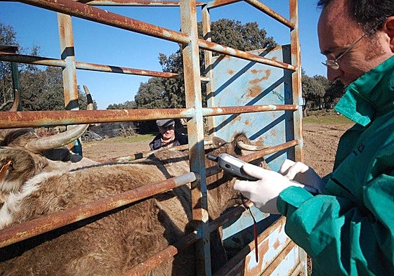 Acuerdo de Ministerio y comunidades para flexibilizar el control de la tuberculosis bovina