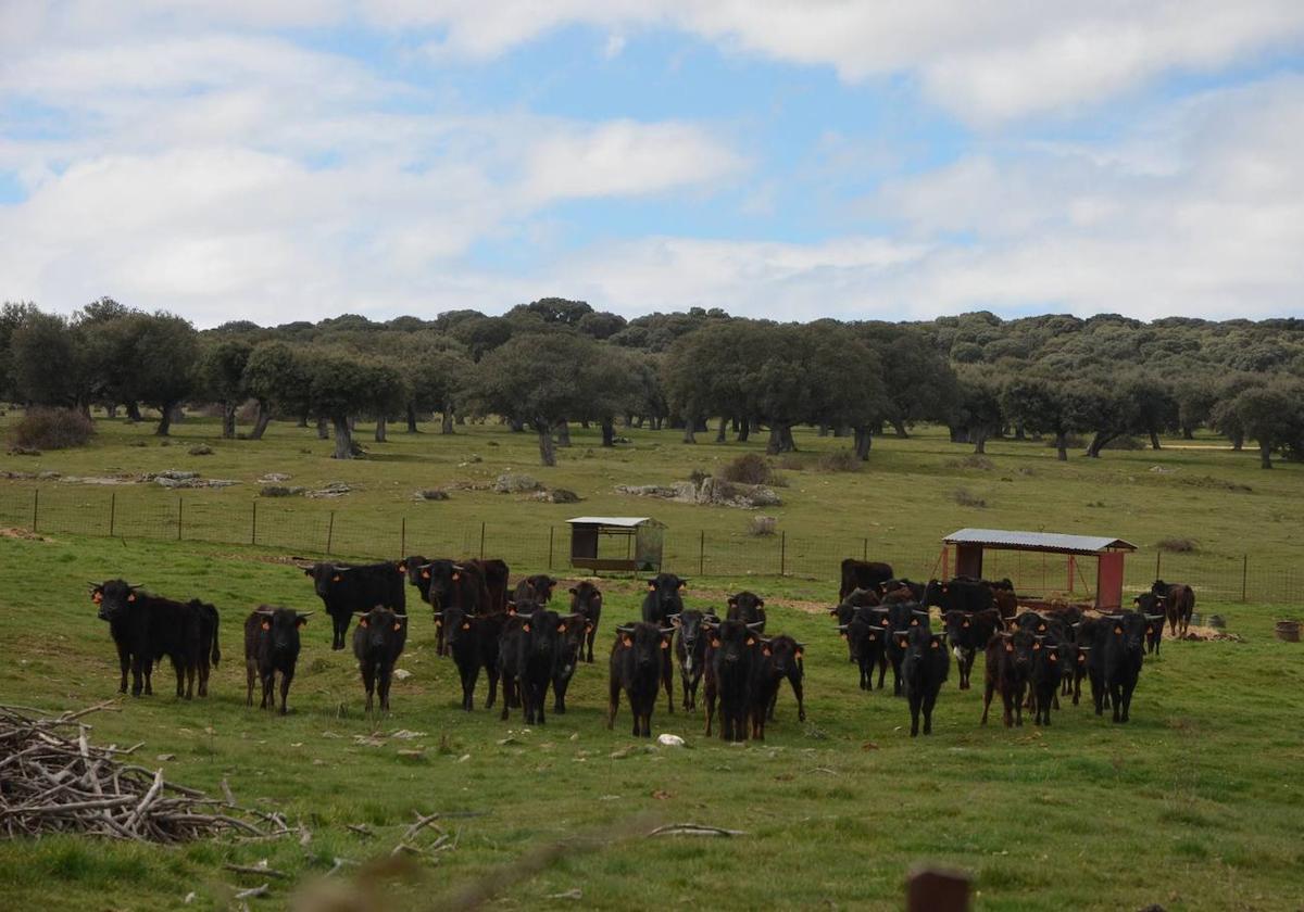 Ganado en el término municipal de Narros de Matalayegua.