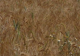 Espigas de cereal en una parcela próxima a Peñaranda de Bracamonte.