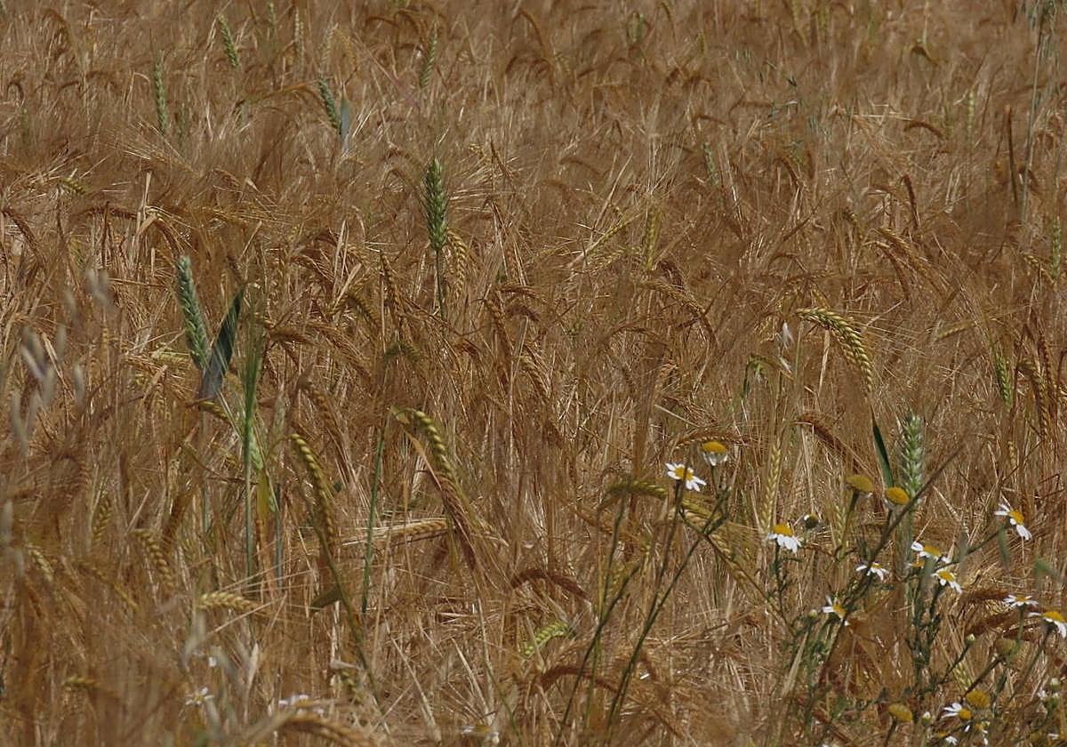Espigas de cereal en una parcela próxima a Peñaranda de Bracamonte.