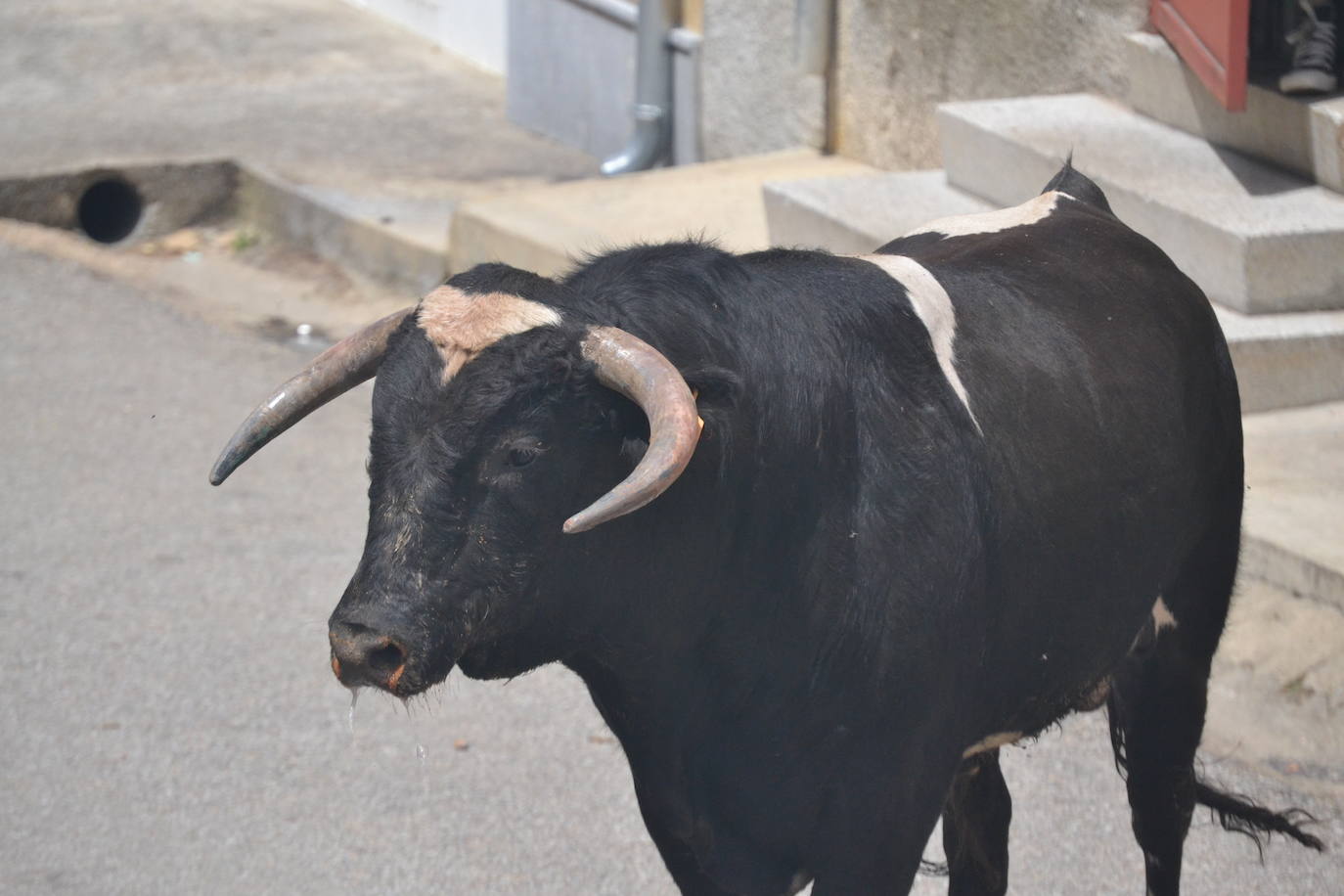 Tensión y riesgo en el Toro de Cajón de Hinojosa de Duero