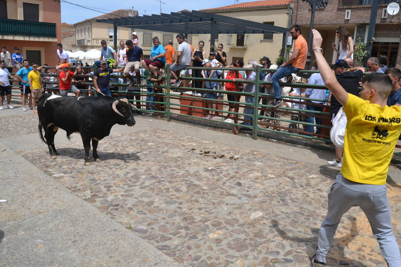 Tensión y riesgo en el Toro de Cajón de Hinojosa de Duero