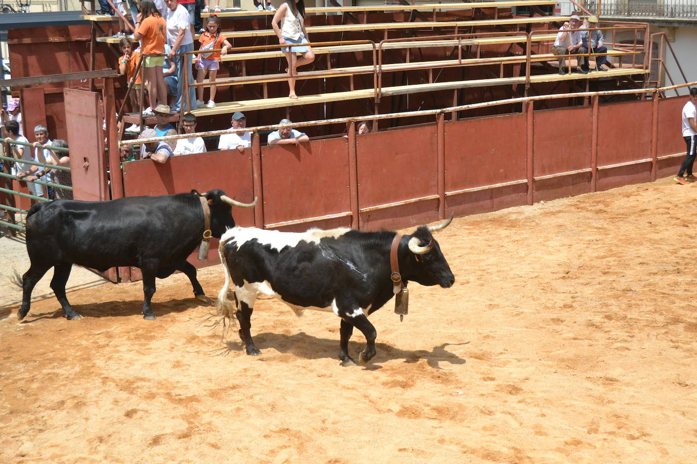 Tensión y riesgo en el Toro de Cajón de Hinojosa de Duero