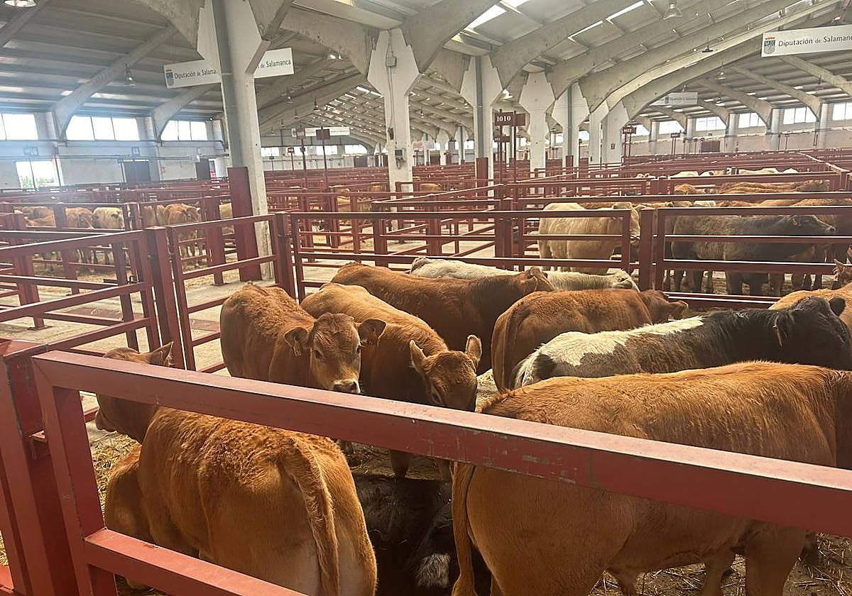Imagen del mercado de ganados en la mañana de este lunes, 24 de junio.