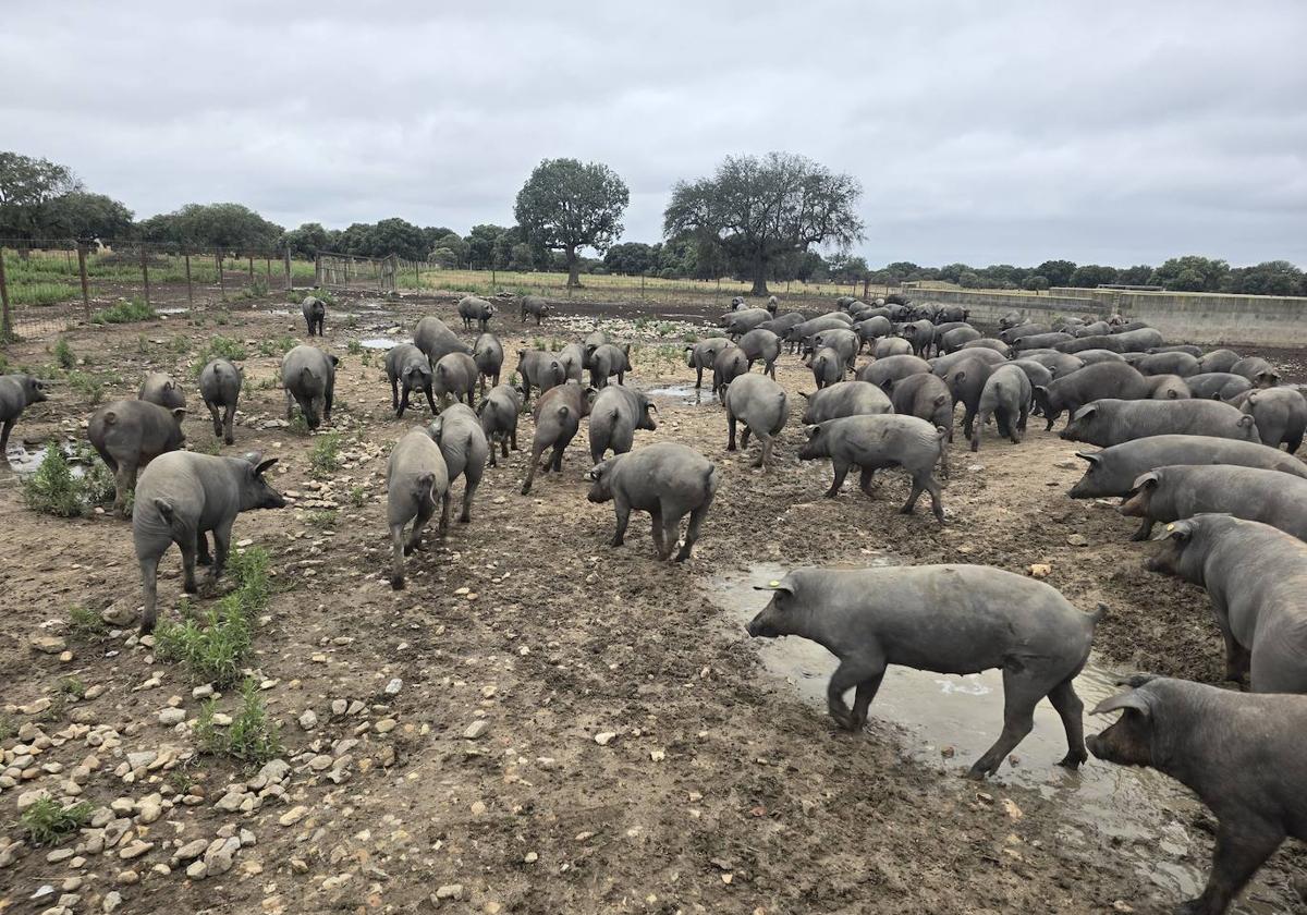 Las lluvias se dejaron notar en las fincas de Ciudad Rodrigo.