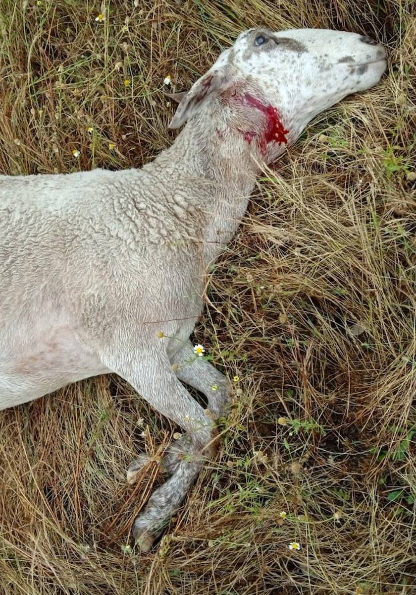 Una de las ovejas muertas en Santiz.