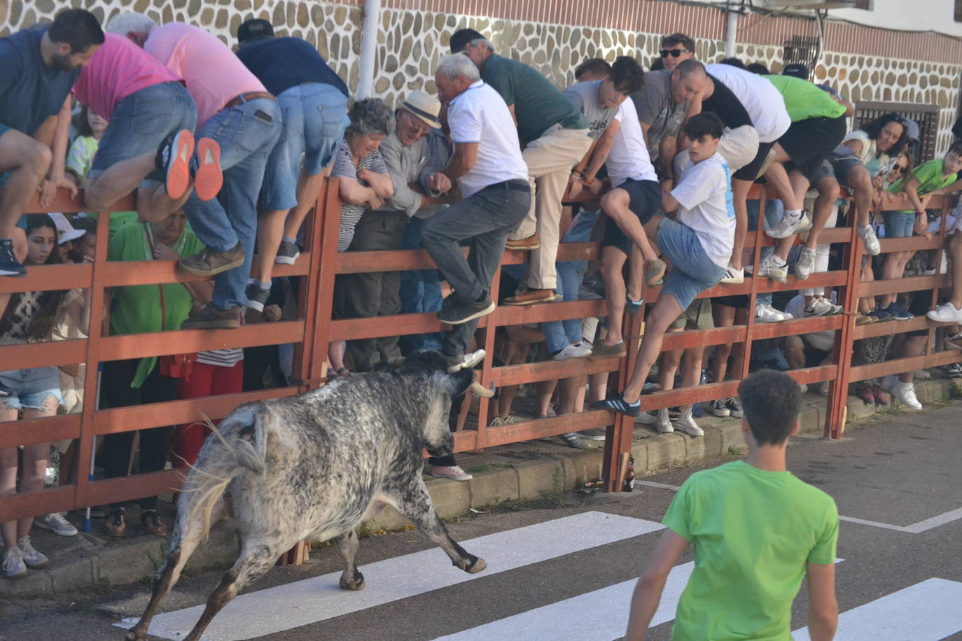 Susto en la capea de Barrio Nuevo de Miróbriga
