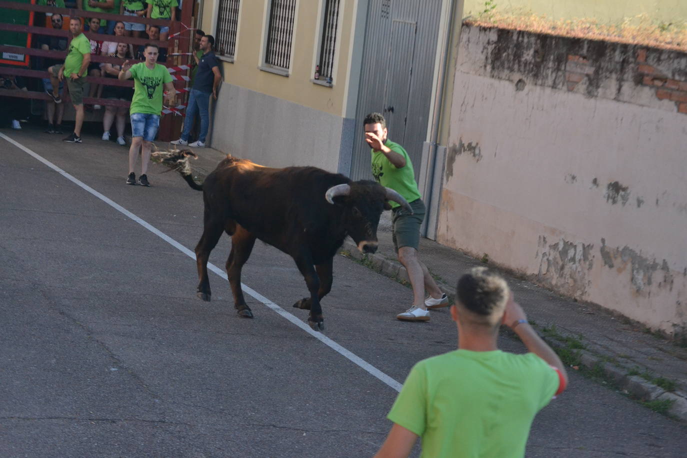 Susto en la capea de Barrio Nuevo de Miróbriga