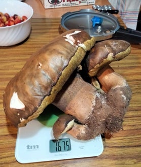 Imagen secundaria 2 - Prueba del peso del boletus recogido por Clemente.