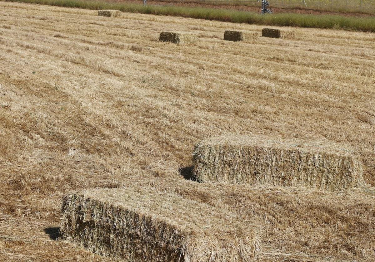 Pacas de paja en una parcela cercana a la capital.