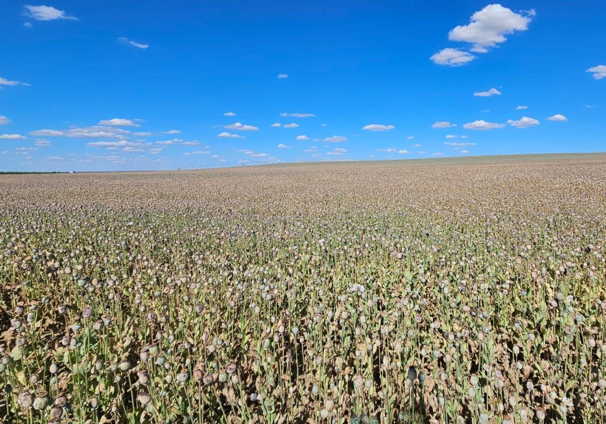 Estado actual del cultivo, a pocas semanas de su cosecha.