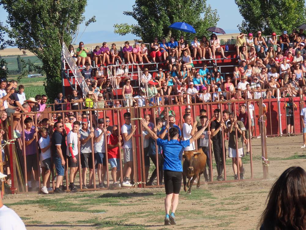 Diversión y revolcones en el festejo con un eral y dos vacas de Villoruela