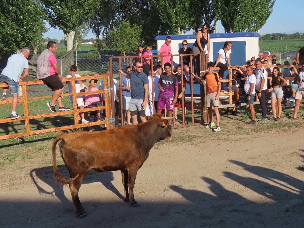 Diversión y revolcones en el festejo con un eral y dos vacas de Villoruela