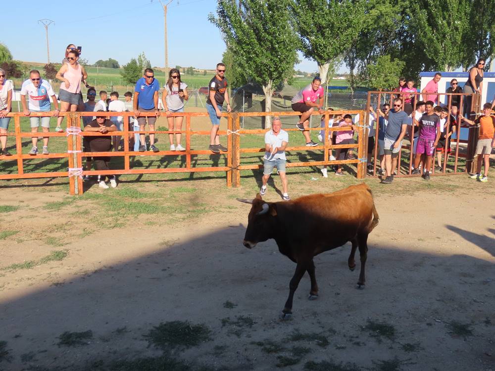 Diversión y revolcones en el festejo con un eral y dos vacas de Villoruela