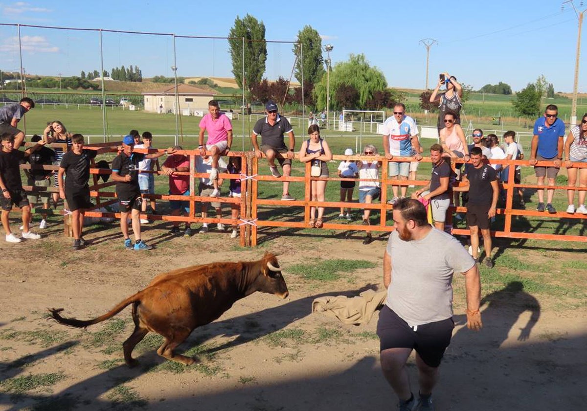 Diversión y revolcones en el festejo con un eral y dos vacas de Villoruela