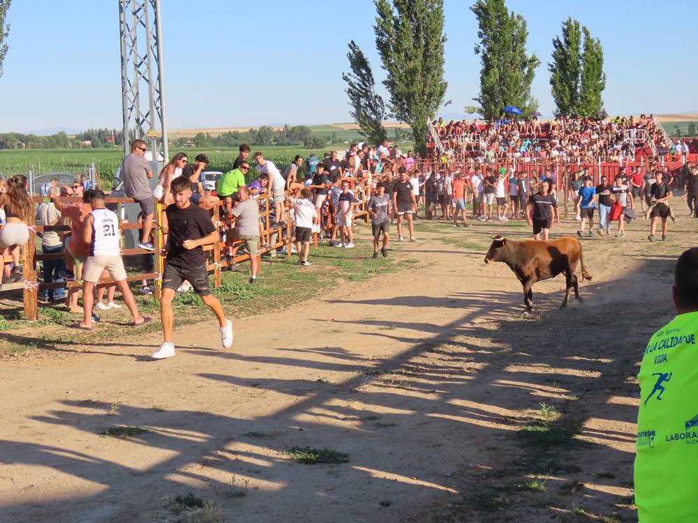 Diversión y revolcones en el festejo con un eral y dos vacas de Villoruela