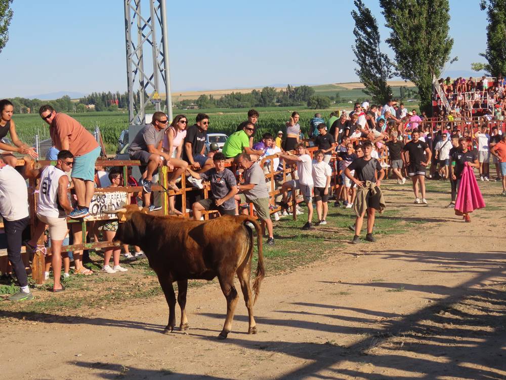 Diversión y revolcones en el festejo con un eral y dos vacas de Villoruela