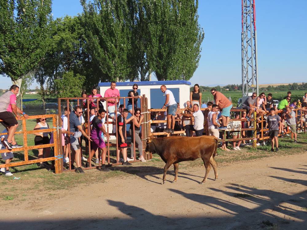 Diversión y revolcones en el festejo con un eral y dos vacas de Villoruela