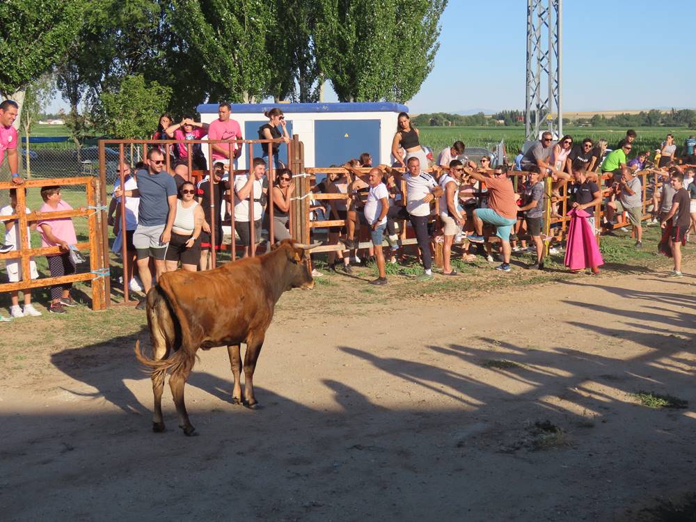 Diversión y revolcones en el festejo con un eral y dos vacas de Villoruela