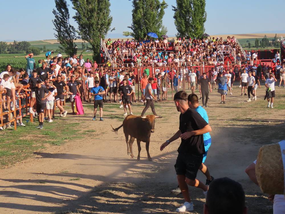 Diversión y revolcones en el festejo con un eral y dos vacas de Villoruela