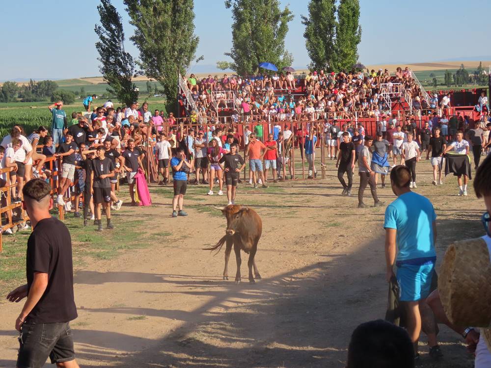 Diversión y revolcones en el festejo con un eral y dos vacas de Villoruela