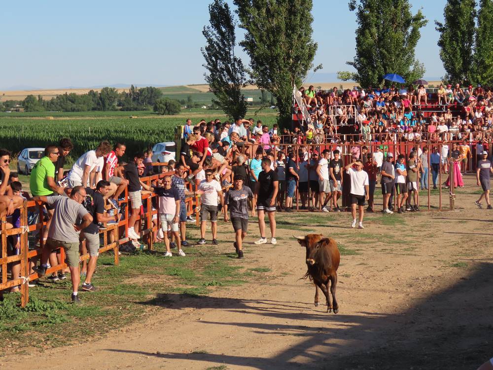 Diversión y revolcones en el festejo con un eral y dos vacas de Villoruela