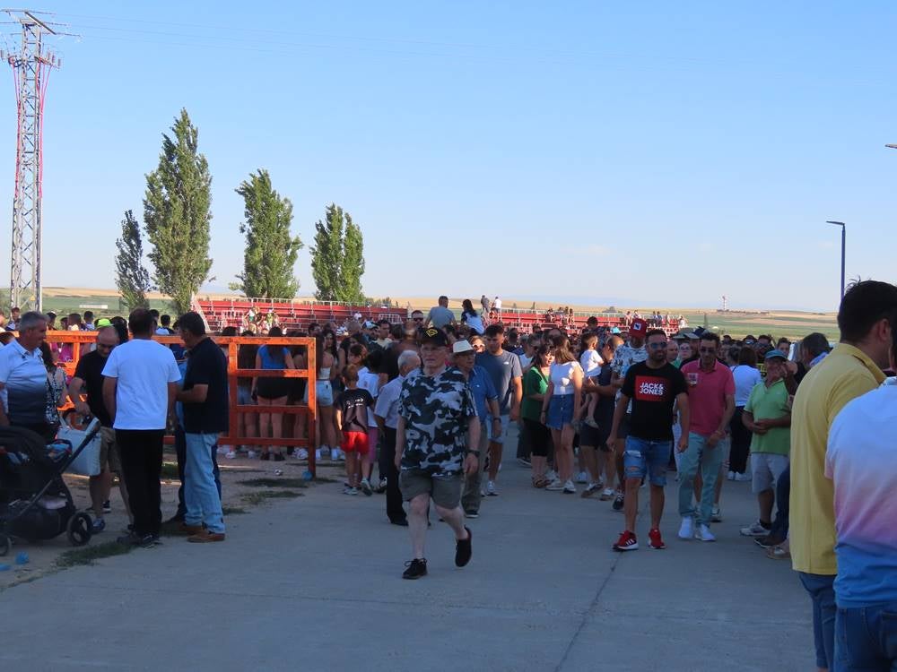 Diversión y revolcones en el festejo con un eral y dos vacas de Villoruela